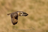   Short-eared Owl (Asio flammeus flammeus)